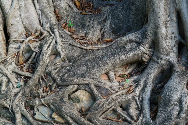 Old Tree Roots Exotic Jungle Phuket Thailand Travel Concept — Stock Photo, Image