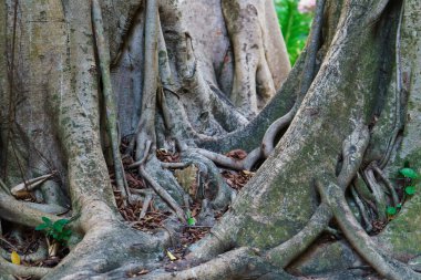 Old tree roots. Exotic jungle in Phuket, Thailand. Travel concept.