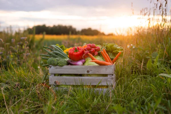 Vegetable box in front of a sunset agricultural landscape. Countryside field. The concept of natural food, fruits and vegetables production, farming and healthy eating.