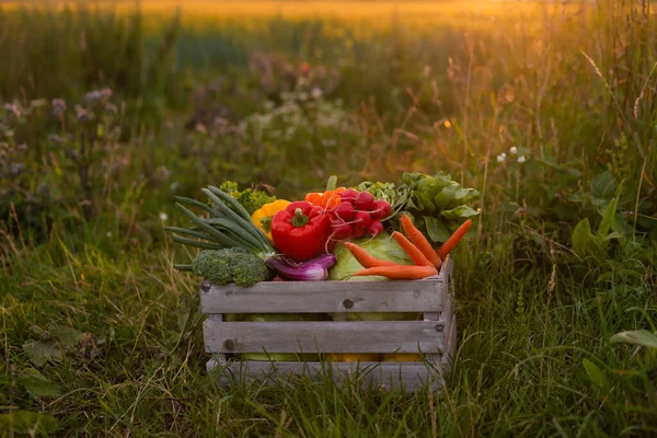 Vegetable Box Front Sunset Agricultural Landscape Countryside Field Concept Natural — Zdjęcie stockowe