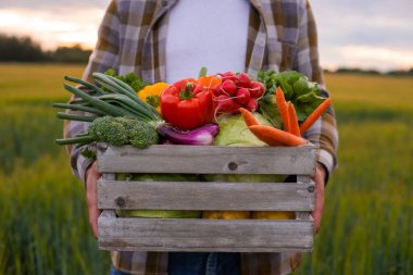 Gün batımında tarım arazisinin önünde sebze kutusu olan bir çiftçi. Kırsal kesimde bir adam. Kır hayatı, gıda üretimi, tarım ve kırsal yaşam tarzı kavramı.