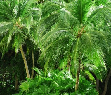 Tropical exotic green leaves or palm. Closeup nature view of green leaf and palms background.