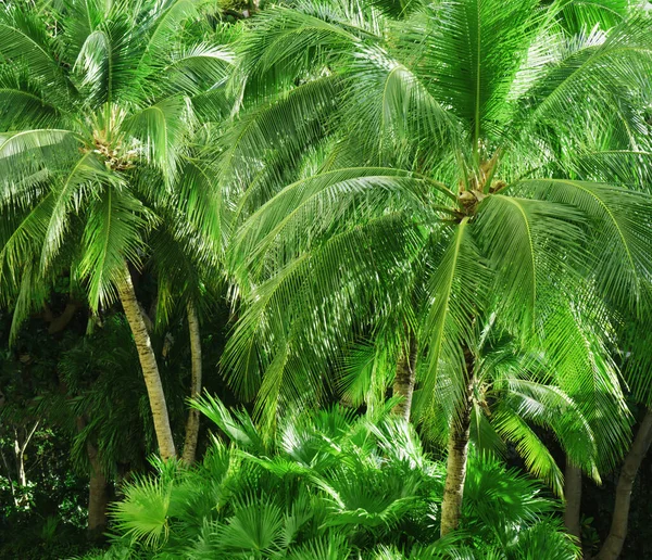 Tropical Exotic Green Leaves Palm Closeup Nature View Green Leaf Imagens De Bancos De Imagens Sem Royalties