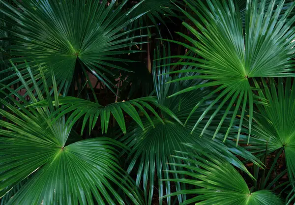 Tropical Exotic Green Leaves Sugar Palm Closeup Nature View Green Imagen de stock