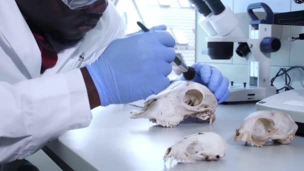 Arqueólogo Trabajando Laboratorio Investigación Natural Asistente Laboratorio Limpiando Huesos Animales — Vídeos de Stock