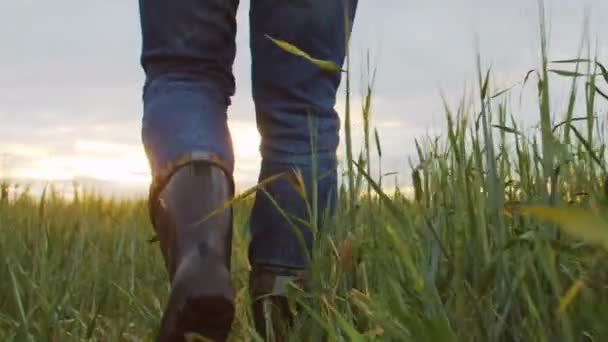 Farmer Front Sunset Agricultural Landscape Man Walking Countryside Field Concept — Stockvideo