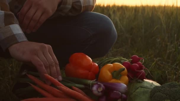 Sebze Kutusundan Sebze Alan Çiftçi Günbatımı Tarımının Önünde Kırsal Kesimde — Stok video