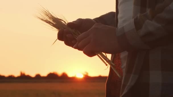 Günbatımı Tarımının Önünde Buğday Kulağı Tutan Çiftçi Kırsal Kesimde Bir — Stok video