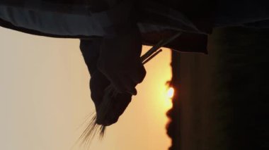 Günbatımı tarımının önünde buğday kulağı tutan çiftçi. Kırsal kesimde bir adam. Kır hayatı, gıda üretimi, tarım ve kırsal yaşam tarzı kavramı.