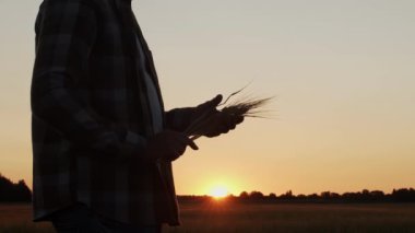 Günbatımı tarımının önündeki çiftçi. Kırsal kesimde bir adam. Kır hayatı, gıda üretimi, tarım ve kırsal yaşam tarzı kavramı.