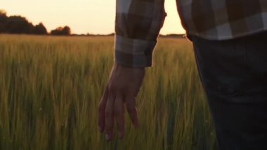 Günbatımı tarımının önündeki çiftçi. Kırsal kesimde bir adam. Kır hayatı, gıda üretimi, tarım ve kırsal yaşam tarzı kavramı.