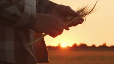 Günbatımı tarımının önündeki çiftçi. Kırsal kesimde bir adam. Kır hayatı, gıda üretimi, tarım ve kırsal yaşam tarzı kavramı.