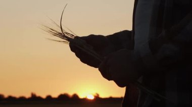 Farmer in front of a sunset agricultural landscape. Man in a countryside field. The concept of country life, food production, farming and country lifestyle.