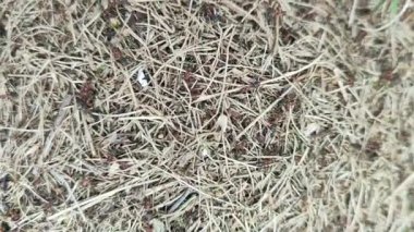 Çimlerdeki bir karınca yuvasına bakın.