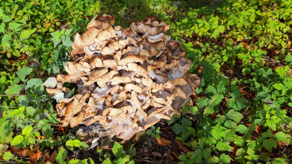 草场上的一群蘑菇 — 图库照片