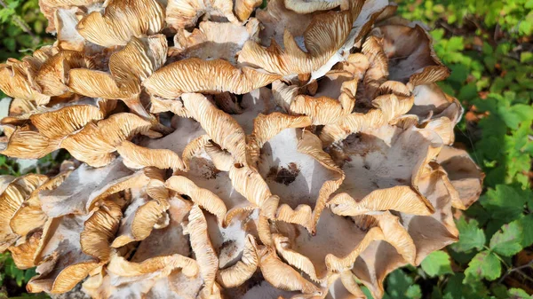 Grupo Cogumelos Prado — Fotografia de Stock
