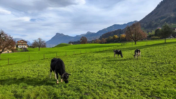 Paisagem Rural Com Vacas Buochs Nos Alpes Suíços — Fotografia de Stock