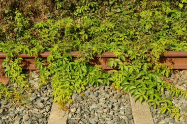 İtalya 'daki terk edilmiş tren raylarına bak