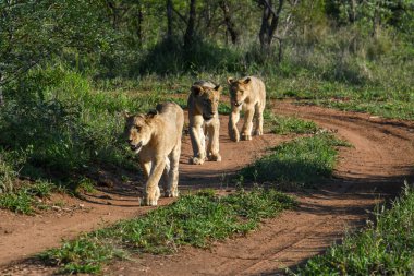 Güney Afrika 'daki Kruger Ulusal Parkı' nda dişi aslanlar