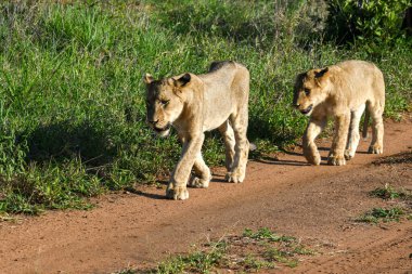 Güney Afrika 'daki Kruger Ulusal Parkı' nda dişi aslanlar