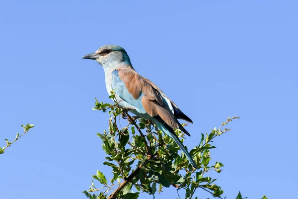 南非克鲁格国家公园上的一只鸟 — 图库照片