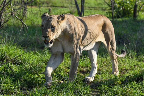 Eine Löwin Krüger Nationalpark Südafrika — Stockfoto