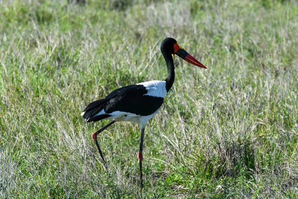 Saddle Billed Stork Kruger National Park South Africa — Stock Photo, Image