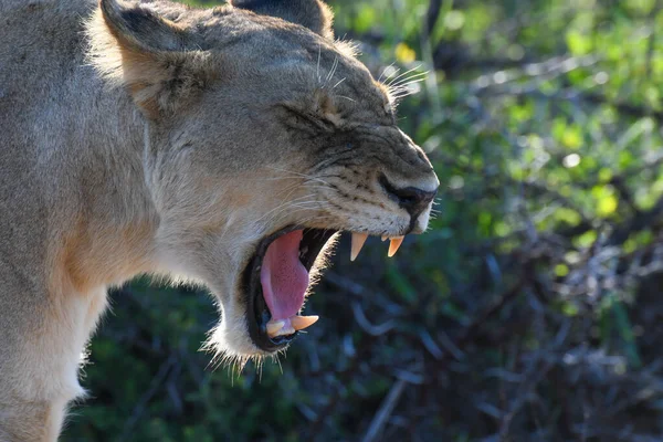 Lvice Národním Parku Kruger Jižní Africe — Stock fotografie