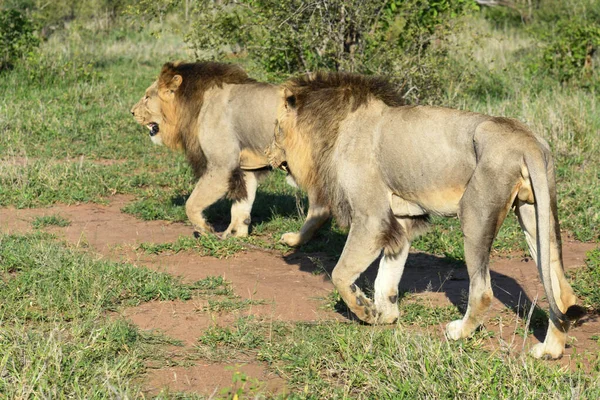 Leones Del Parque Nacional Kruger Sudáfrica — Foto de Stock
