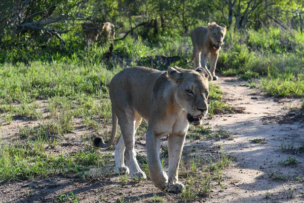 Löwinnen Krüger Nationalpark Südafrika — Stockfoto