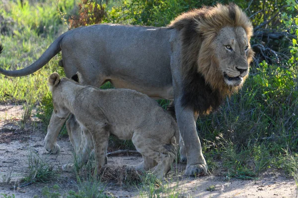 Lew Parku Narodowego Kruger Republice Południowej Afryki — Zdjęcie stockowe
