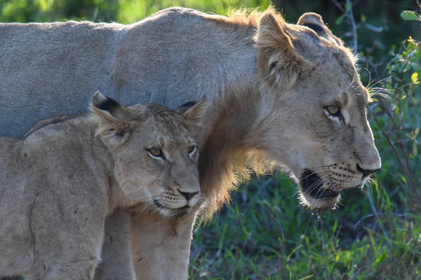 Lionesse Parque Nacional Kruger Sudáfrica — Foto de Stock