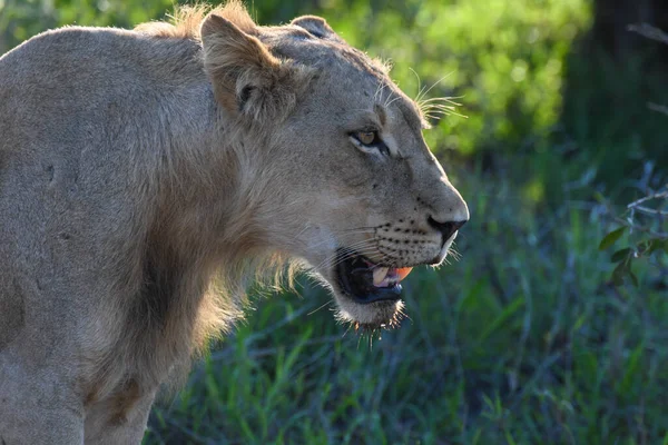 Una Leona Parque Nacional Kruger Sudáfrica — Foto de Stock