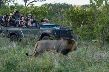 Kruger Parkı, Güney Afrika - 9 Ocak 2023: Kruger Ulusal Parkı 'nda bir kamyon dolusu fotoğrafçı