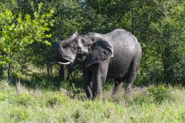 Güney Afrika 'daki Kruger Ulusal Parkı' ndaki fil.