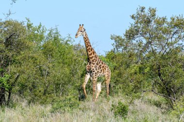 Güney Afrika 'daki Kruger Ulusal Parkı zürafası.