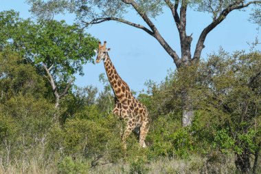 Güney Afrika 'daki Kruger Ulusal Parkı zürafası.