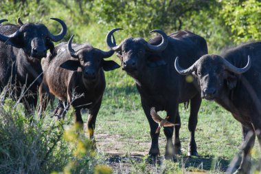 Güney Afrika 'daki Kruger Ulusal Parkı' nda bufalolar.