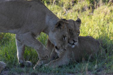 Güney Afrika 'daki Kruger Ulusal Parkı' nda dişi aslanlar