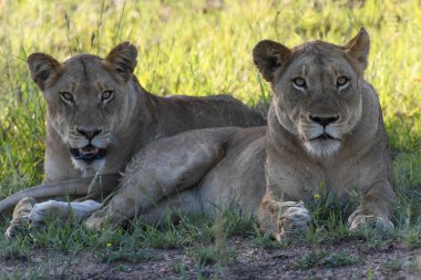 Güney Afrika 'daki Kruger Ulusal Parkı' nda dişi aslanlar