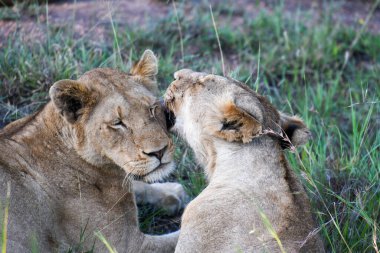 Güney Afrika 'daki Kruger Ulusal Parkı' nda dişi aslanlar