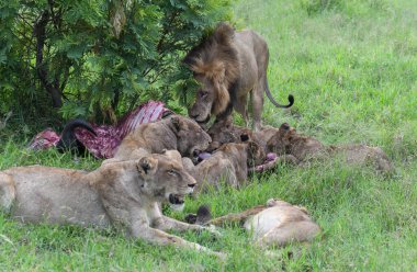 Güney Afrika 'daki Kruger Ulusal Parkı' nda bir bufalonun kalıntılarını taşıyan aslanlar.