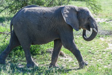 Güney Afrika 'daki Kruger Ulusal Parkı' ndaki filler.