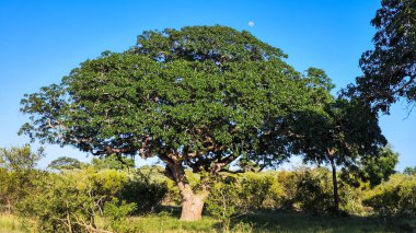 Güney Afrika 'daki Kruger Ulusal Parkı' nda manzara