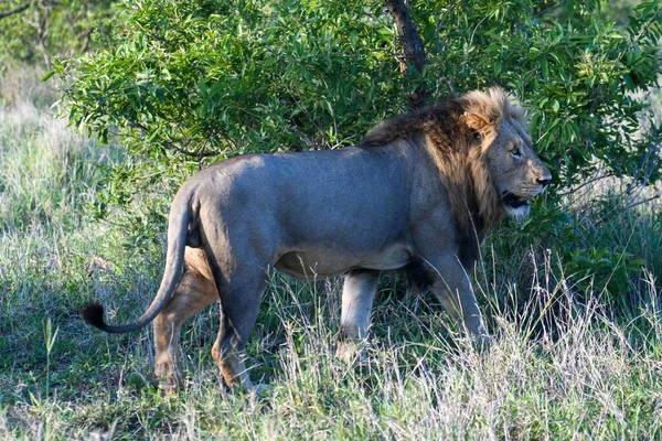 Лев Національного Парку Крюгер Південній Африці — стокове фото