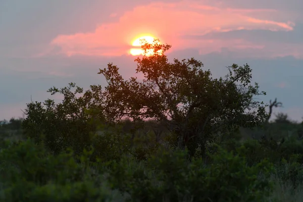 南アフリカのクルーガー国立公園の日没 — ストック写真