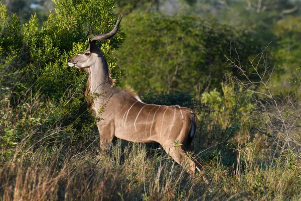 Bushbuck Kruger Nemzeti Park Dél Afrikában — Stock Fotó