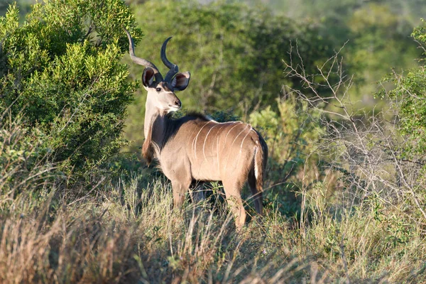 Bushbuck Parque Nacional Kruger África Sul — Fotografia de Stock