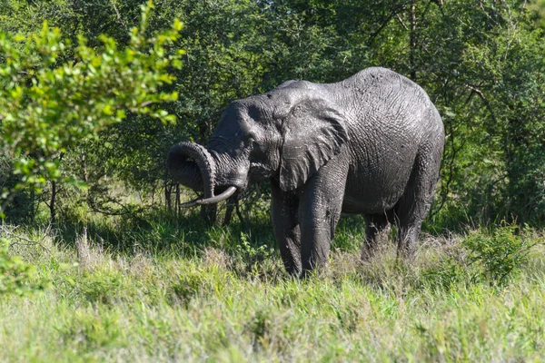 Elefante Nel Parco Nazionale Kruger Sudafrica — Foto Stock