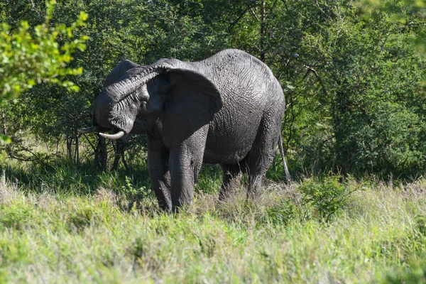 Güney Afrika Daki Kruger Ulusal Parkı Ndaki Fil — Stok fotoğraf